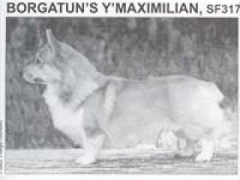 Borgatun`s Y`Maximilian